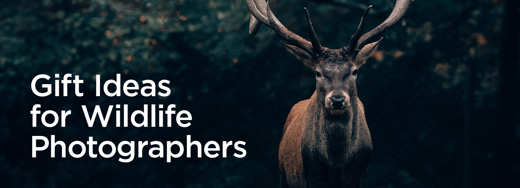 Gift Ideas for Wildlife Photographers