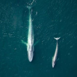 DJI Blue Whales