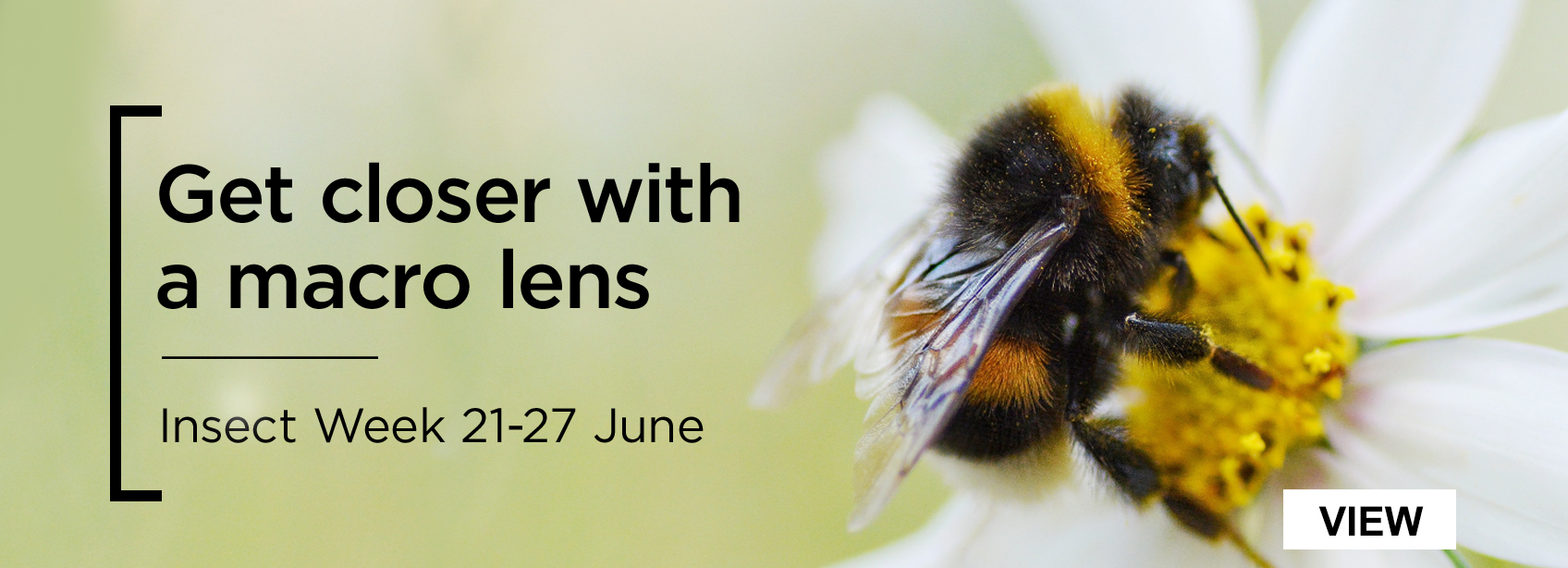 Get closer with a macro lens - Insect Week 21-27 June