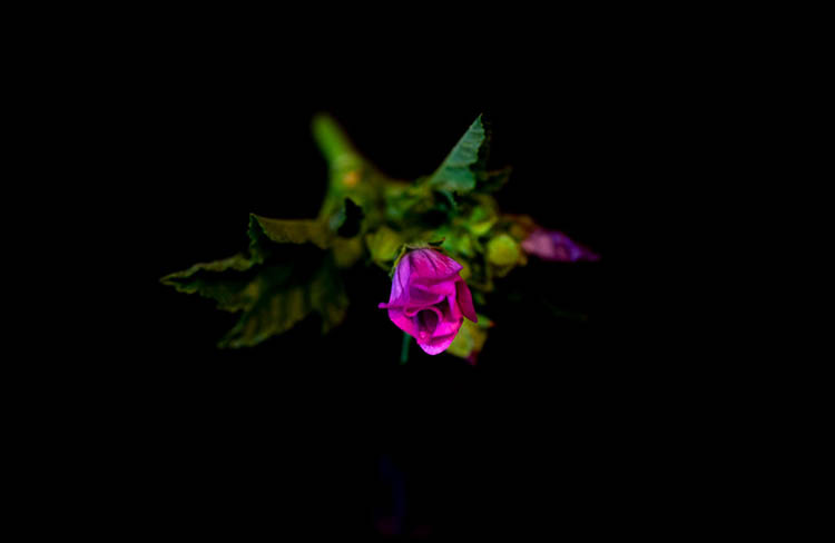  Tokina 100mm f2.8 atx-I FF Macro Lens sample image 2