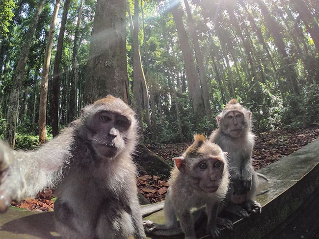 GoProHERO81